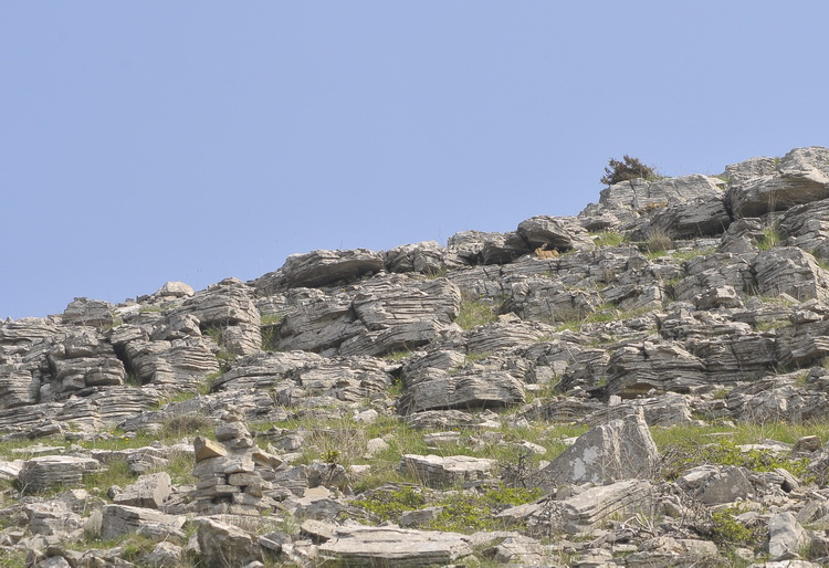 Una lepre speciale... - Monte Labro (GR)